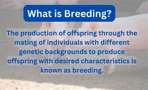 define breeding kink|what is bride breeding.